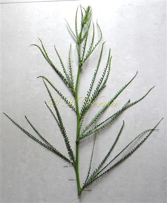  Leafy branch